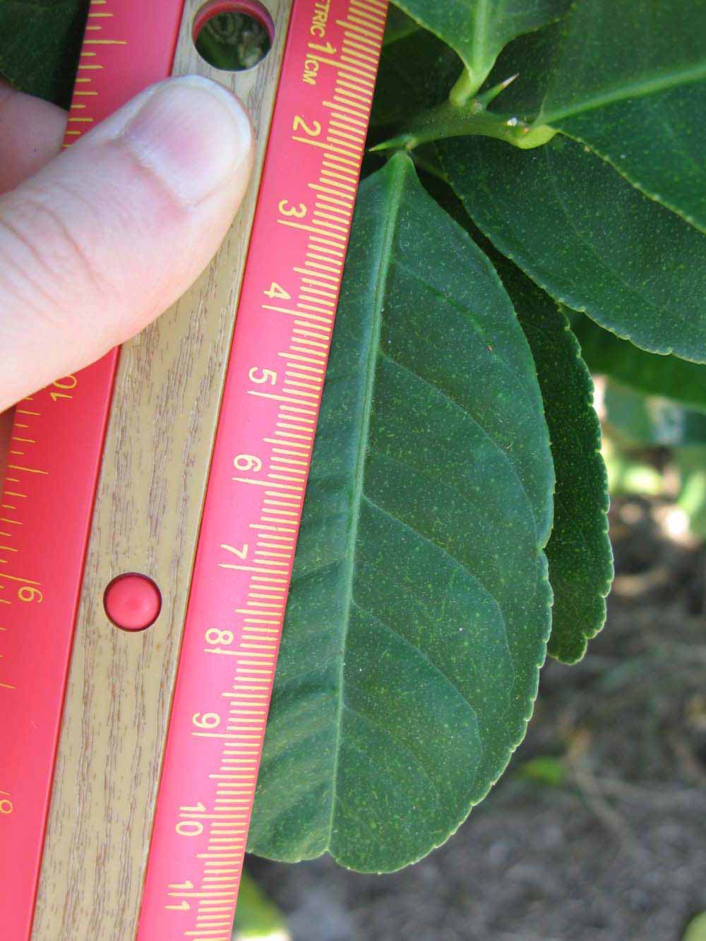   Unifoliolate leaf (Winter Haven, FL)       